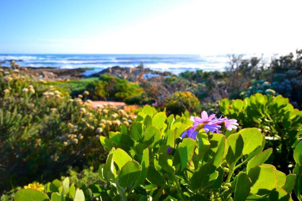 Saffron Cottage Hermanus Zewnętrze zdjęcie